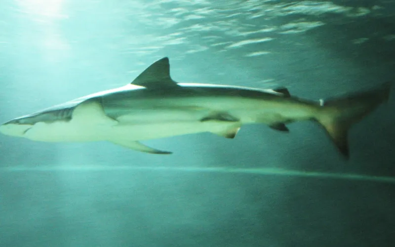 Bronze whaler shark swimming, side view