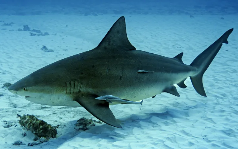 Bull shark swimming over sand, side view