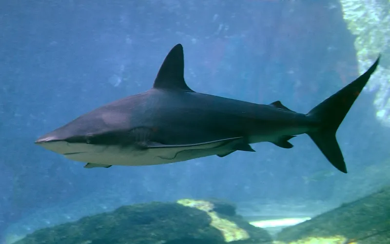 Dusky whaler shark swimming, side view