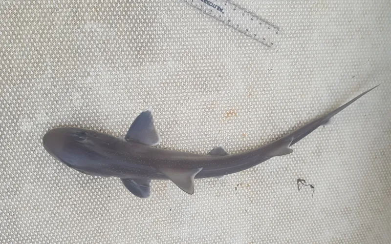Gummy shark on a boat deck, seen from above