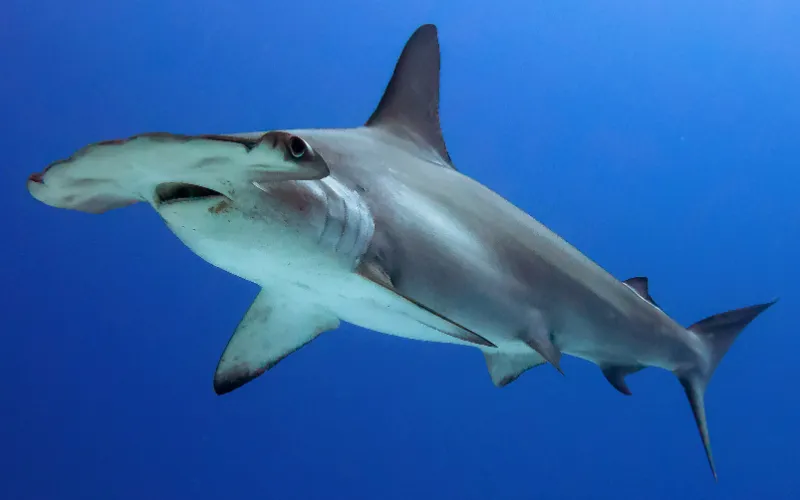 Scalloped hammerhead shark swimming, side view of the head and body
